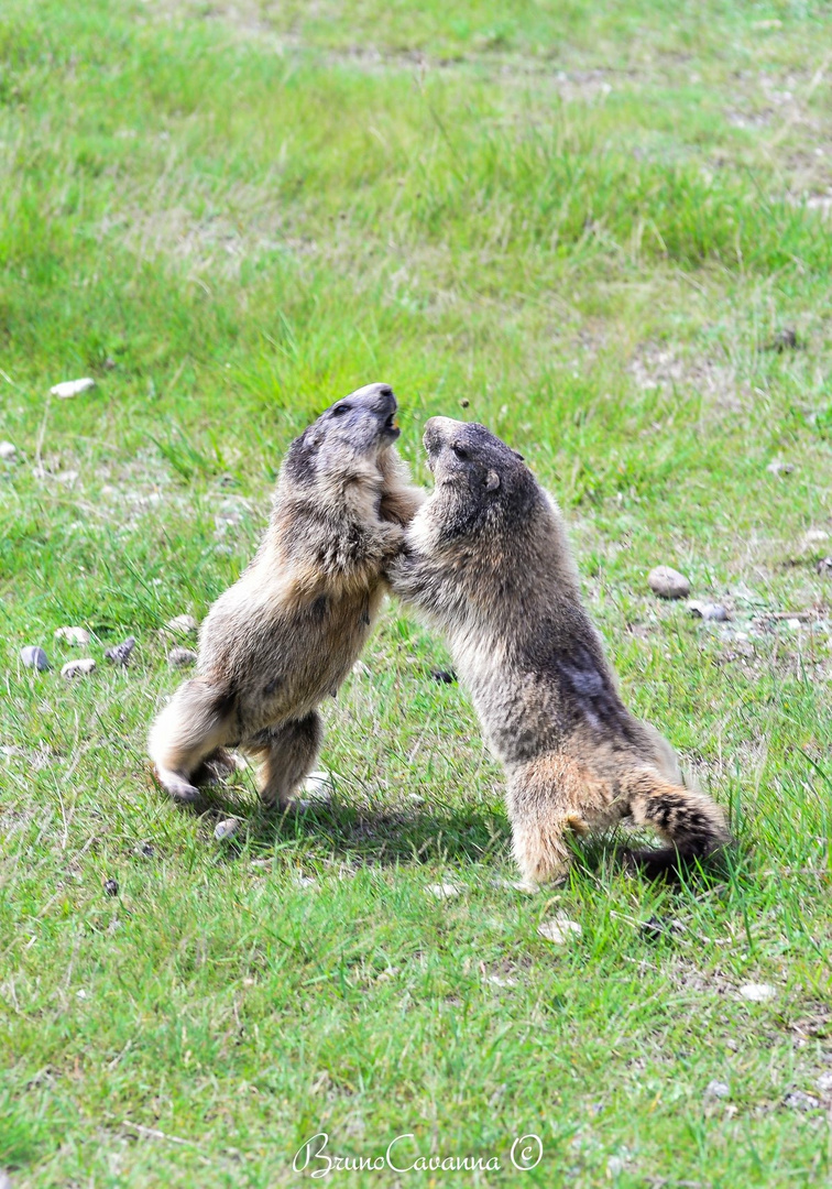 on s’AMUSE un peu entre -nous ! Pas de photographe quoi que !!!!