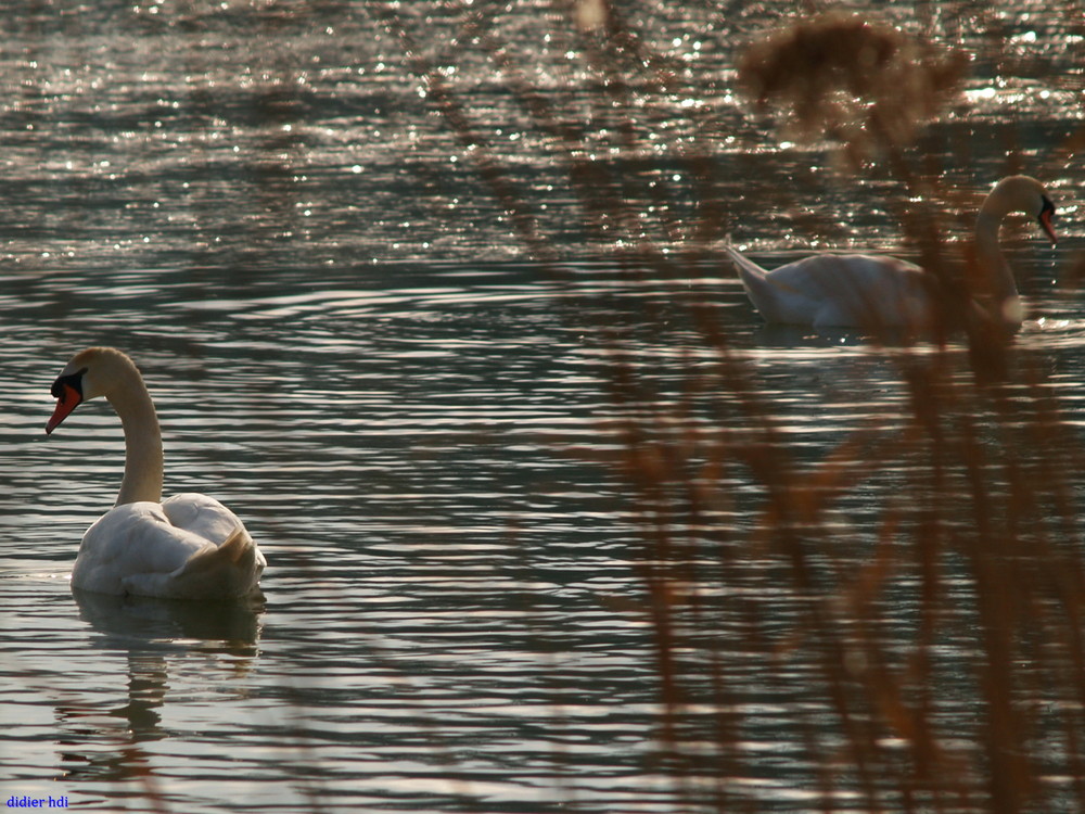 on se la coule douce c'est un cygne