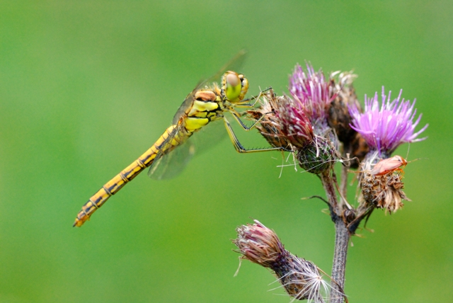 On se partage une fleur ?