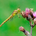 On se partage une fleur ?