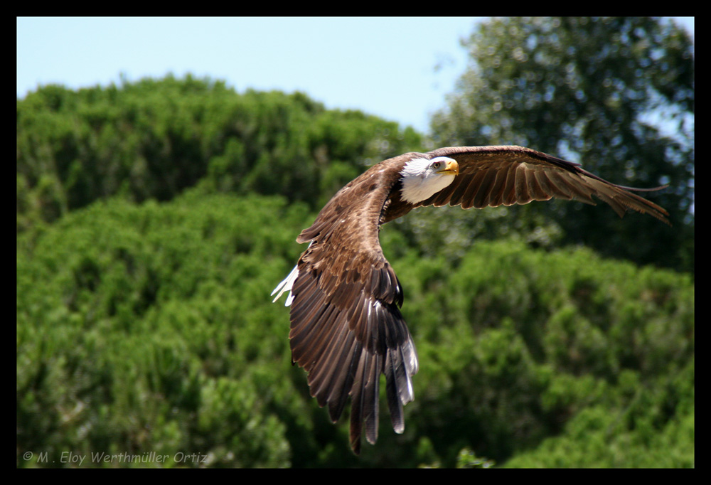 ...on silent wings...