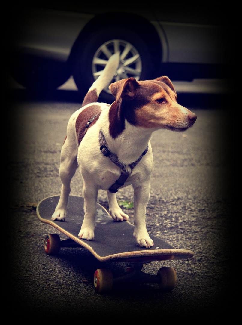 ...on Skateboard...