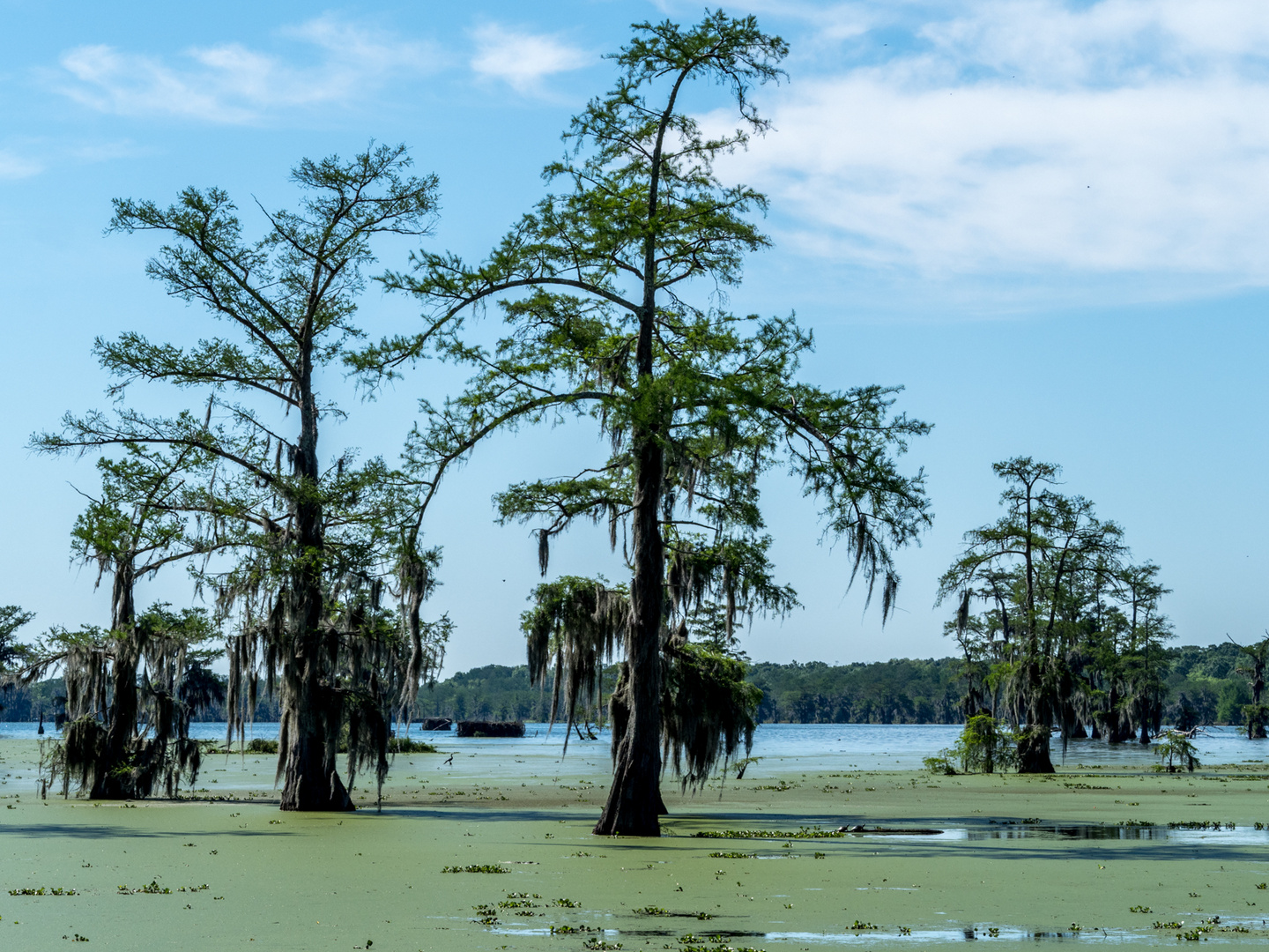 On the Bayou 1