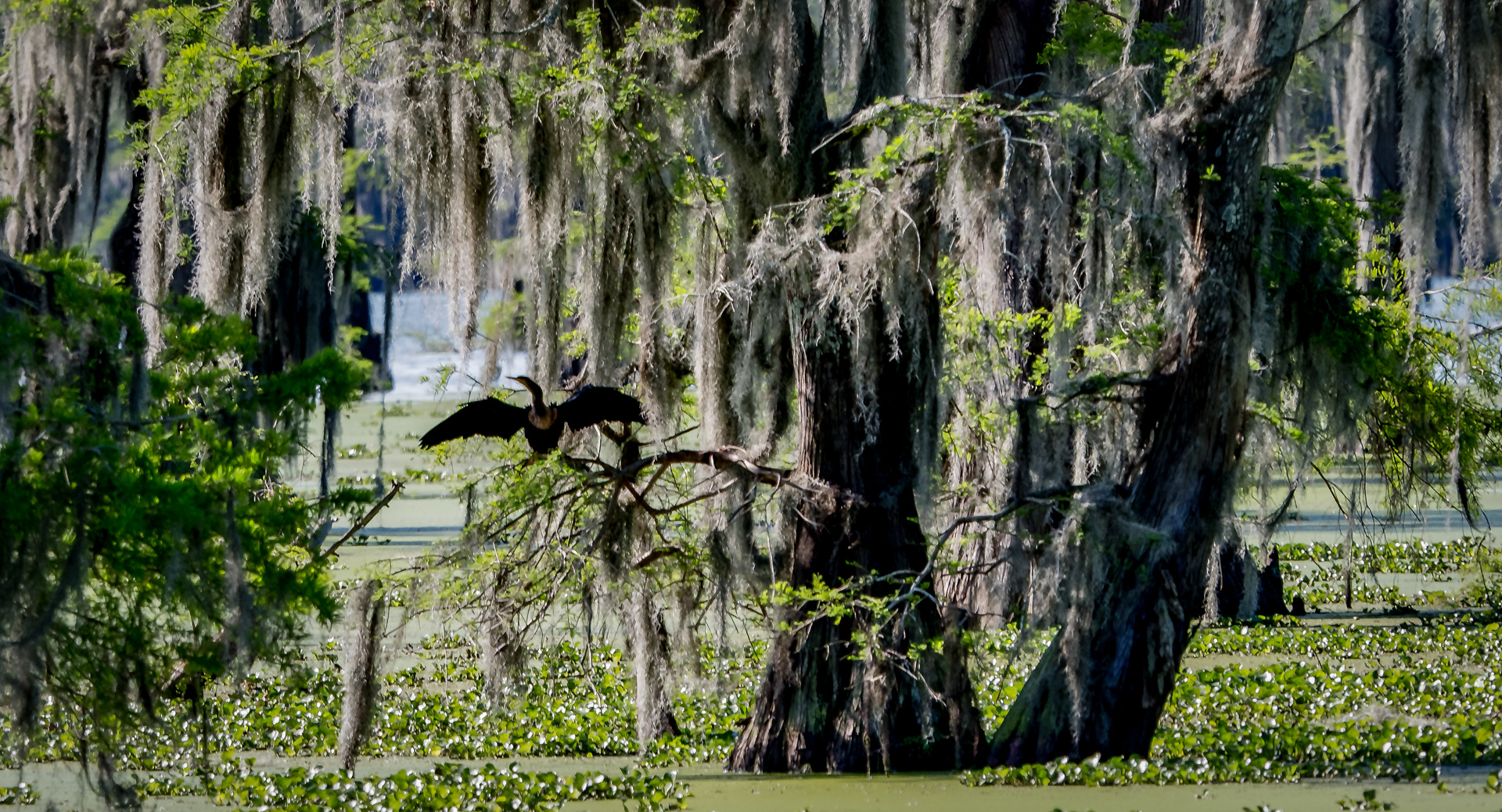 On the Bayou 2a