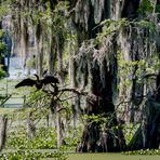 On the Bayou 2a