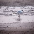 On the beach