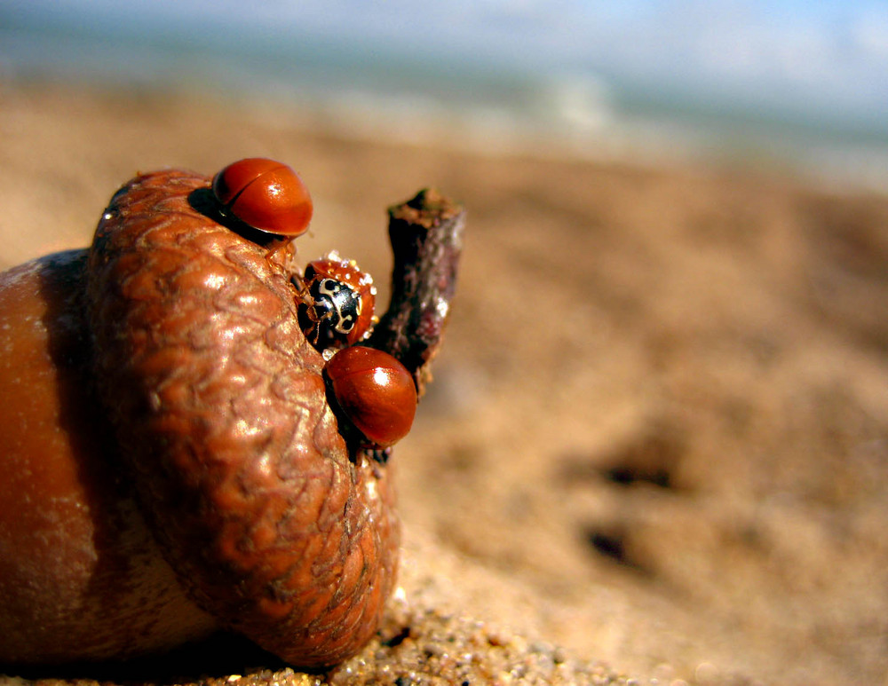 On the Beach 2