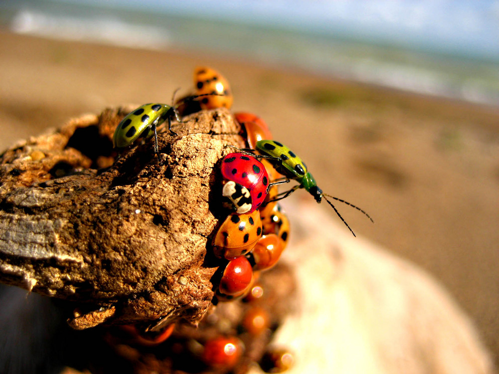 On the Beach