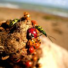 On the Beach