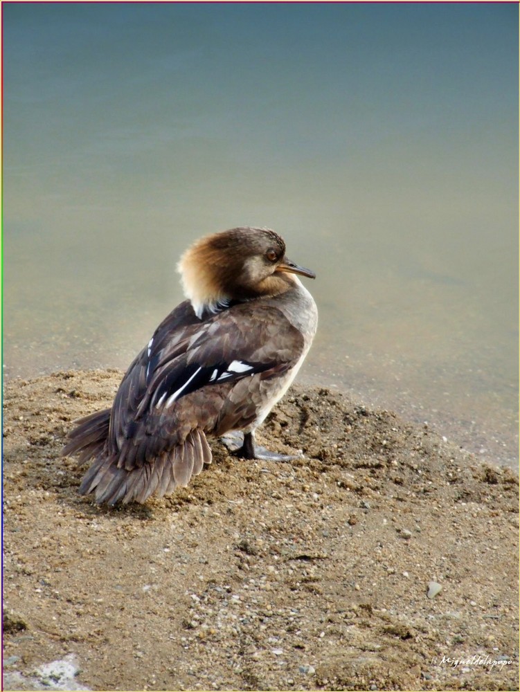 "On the beach"