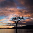 On the bonny, bonny banks of Loch Lomond...