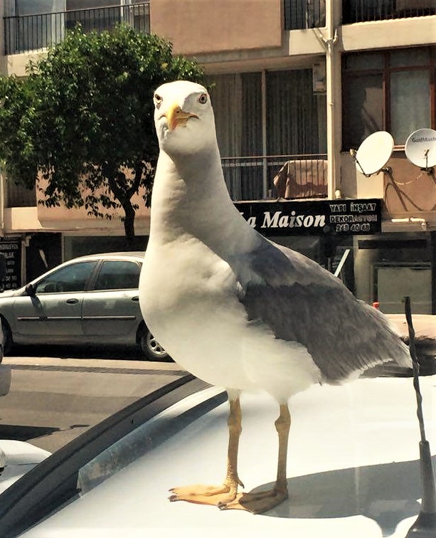 On the car