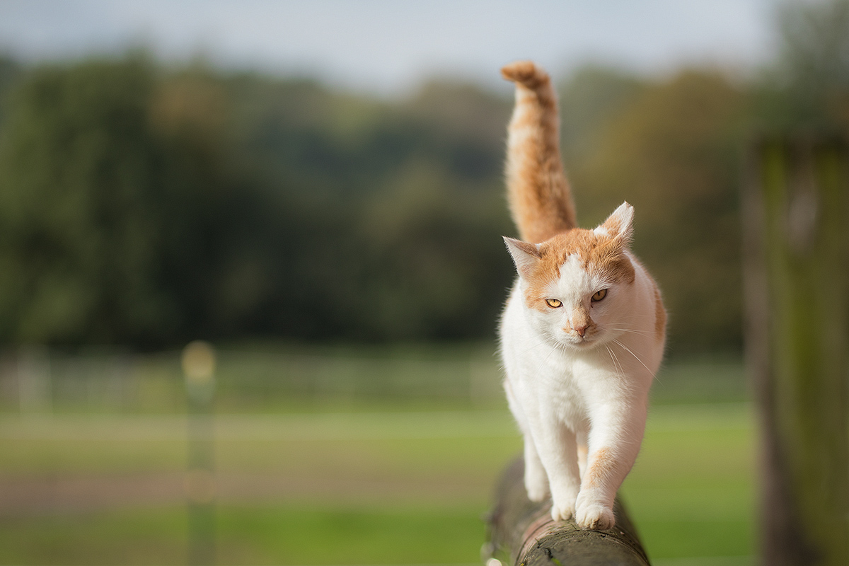 on the catwalk