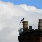 On The Chimney