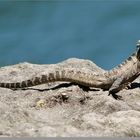 On the coastal cliff