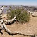 on the Desert View Drive