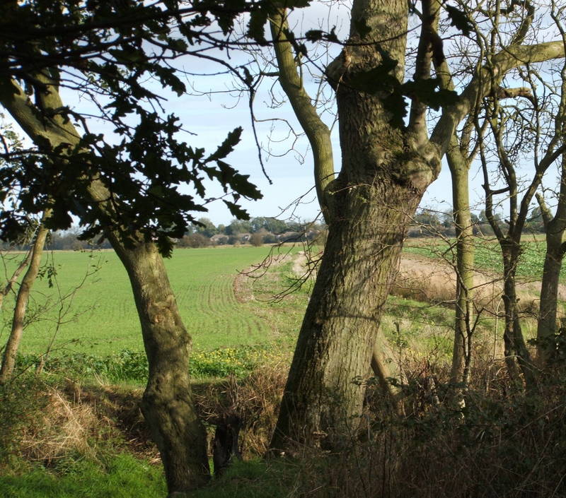 On the Edge of Dixons Wood