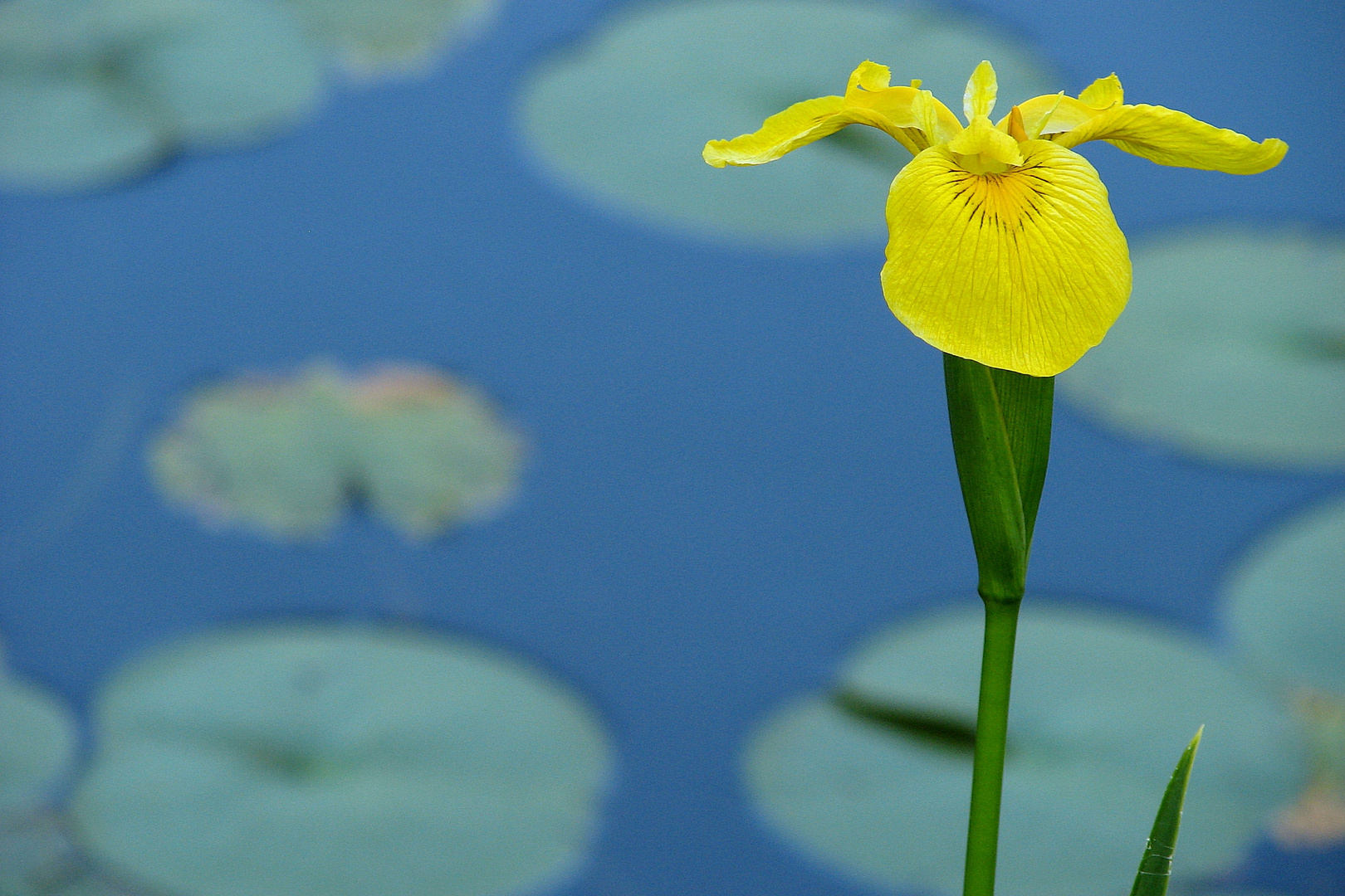 On the Edge of the Blue Pond