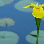 On the Edge of the Blue Pond