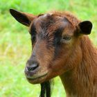 On the farm (1) : Brown goat