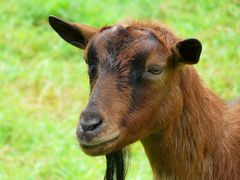 On the farm (1) : Brown goat