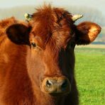 On the farm (10) : Red Angus