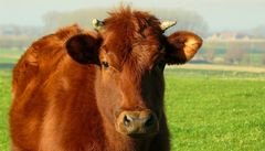 On the farm (10) : Red Angus