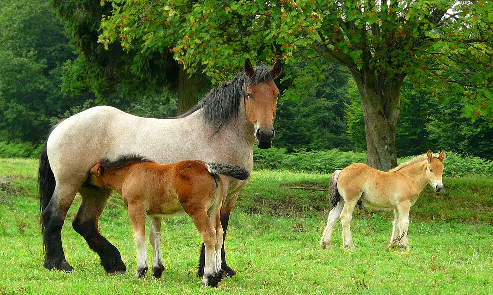 On the farm (11) : Ardennes Draft Horse