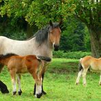 On the farm (11) : Ardennes Draft Horse