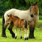 On the farm (13) : Ardennes Draft Horse