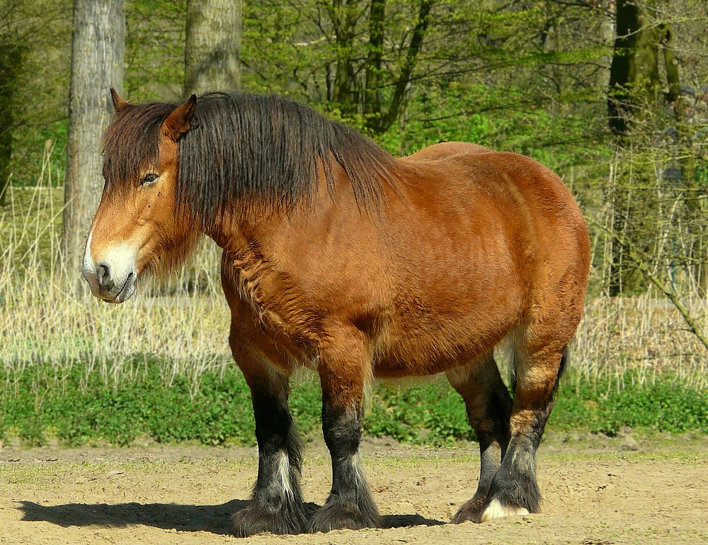 On the farm (14) : The Belgian !