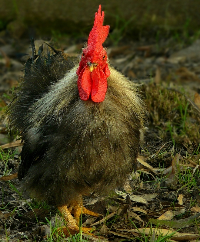 On the farm (16) : Silkie