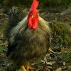 On the farm (16) : Silkie