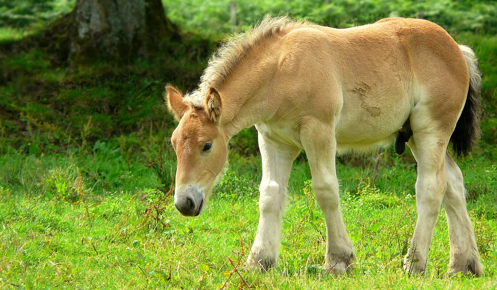 On the farm (17) : Ardennes Draft Horse