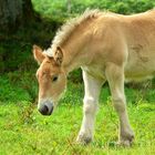 On the farm (17) : Ardennes Draft Horse