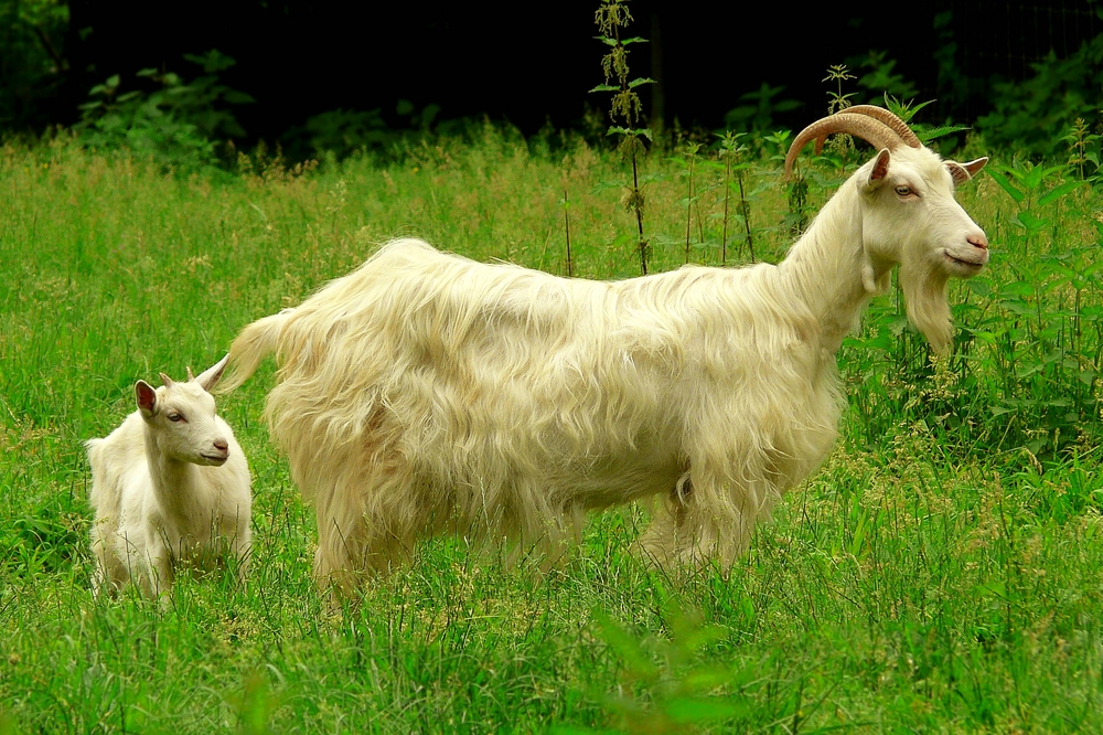 On the farm (18) : Saanen Goat