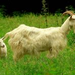 On the farm (18) : Saanen Goat