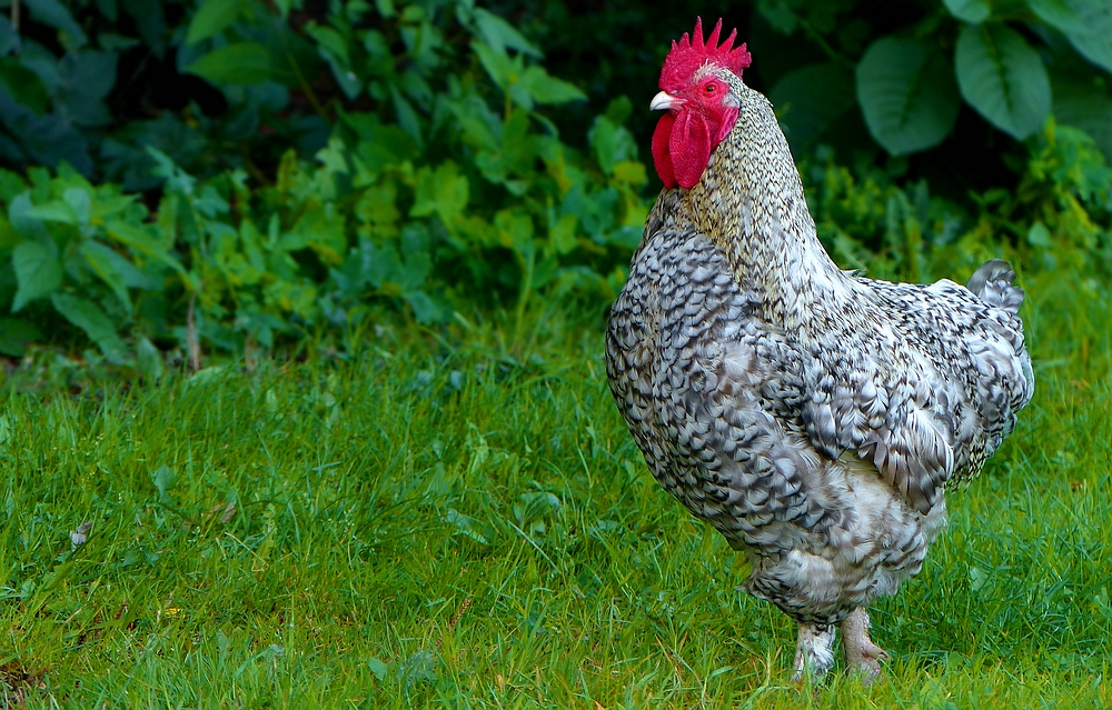 On the farm (19) : Rooster