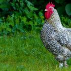 On the farm (19) : Rooster