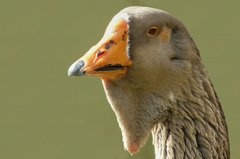 On the farm (2) : Toulouse Goose