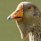 On the farm (2) : Toulouse Goose