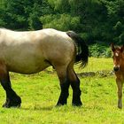 On the farm (20) : Ardennes Draft Horse