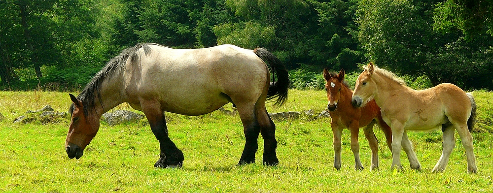 On the farm (20) : Ardennes Draft Horse