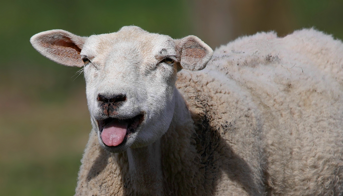 On the farm (21) : Domestic Sheep