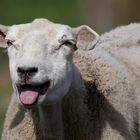 On the farm (21) : Domestic Sheep