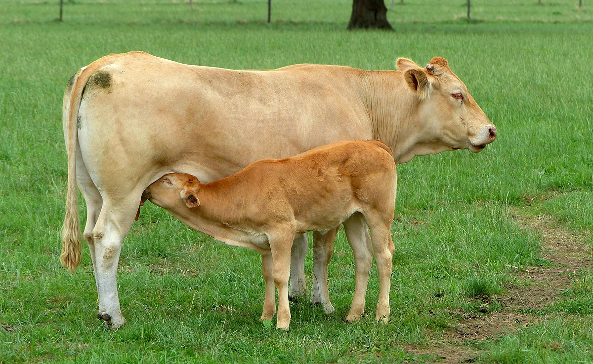 On the farm (22) : Blonde d’Aquitaine 