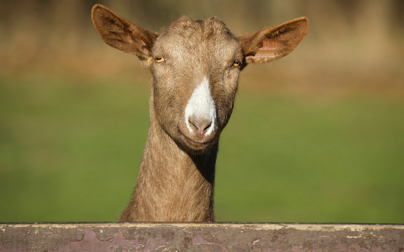 On the farm (23) : Brown goat