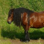 On the farm (3) : The Belgian !