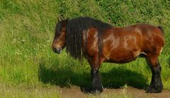 On the farm (3) : The Belgian !