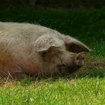 On the farm (4) : Domestic Pig